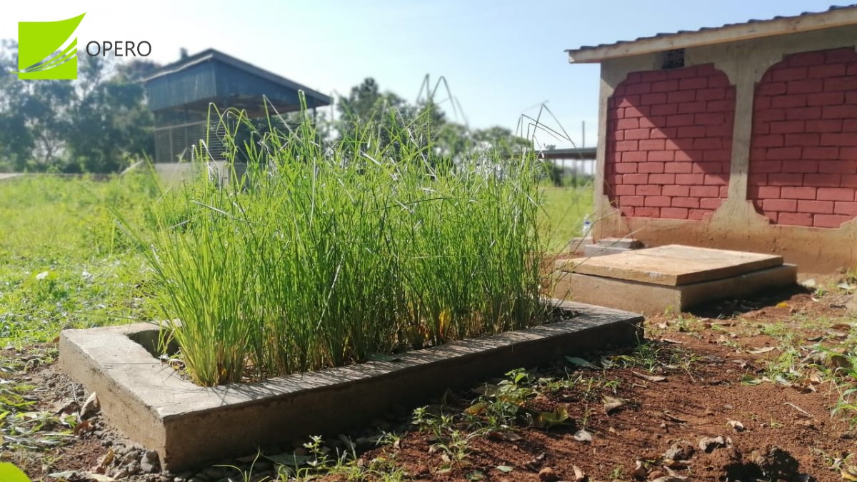 OPERO_KE's tweet photo. We recently visited our award-winning vetiver latrine in Busia, Kenya implemented with FINISH Mondial. Early #research suggests our barrel septic system is working well and the Vetiver grass visibly thriving. Follow us for more updates. #OPERO #sanitationsolutions #WASH https://t.co/rCGM9Tzjj6