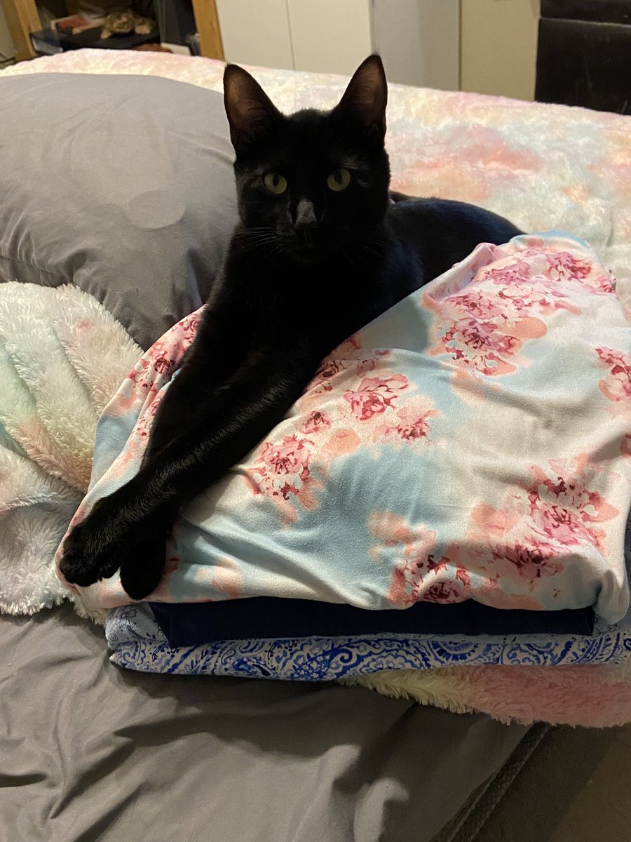 JessimanHeather's tweet photo. @LloydCosby Putting it away is rough here. 🐈‍⬛ https://t.co/VuhFytZi5a