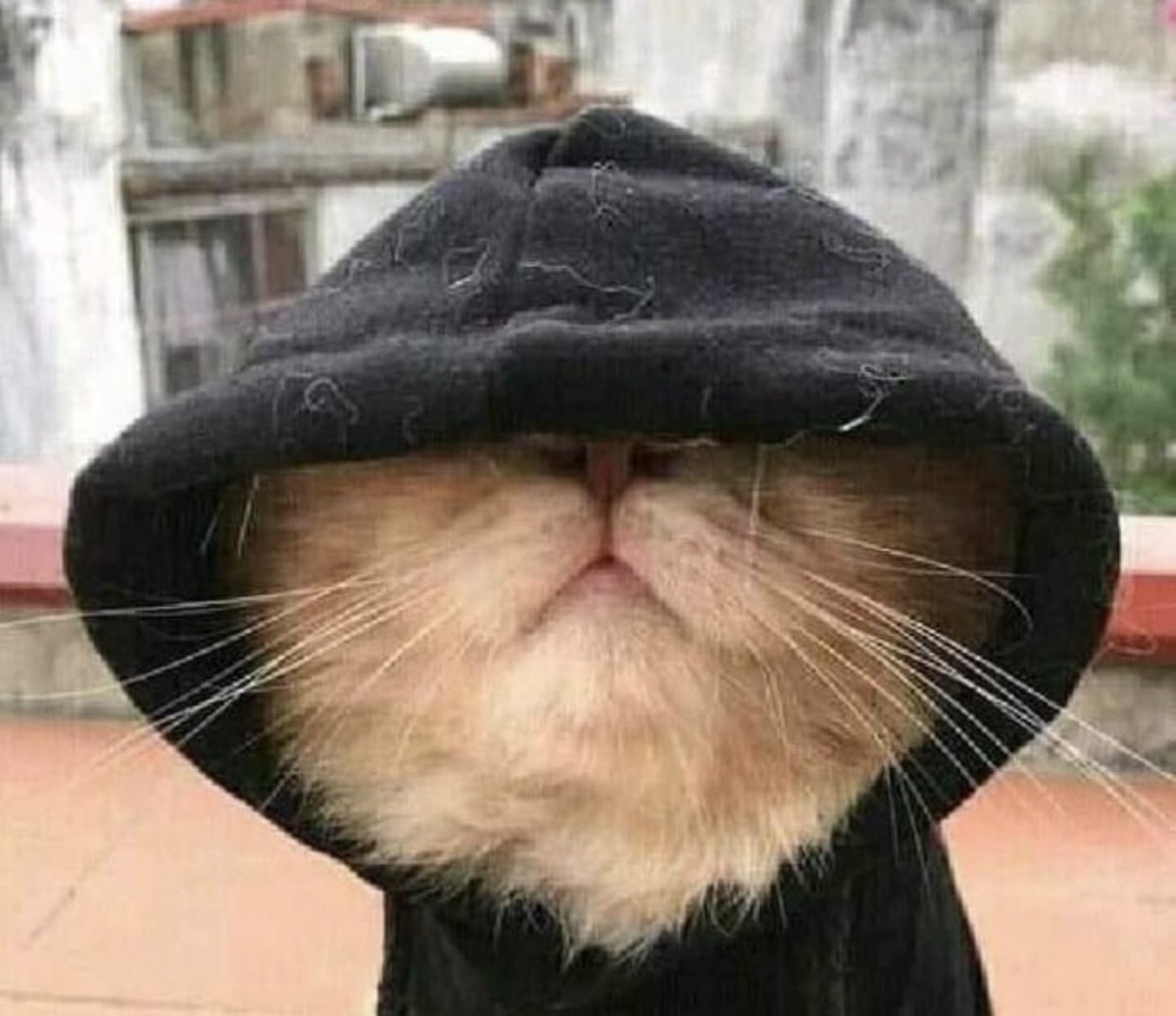 I M M S 🦅 tweet media