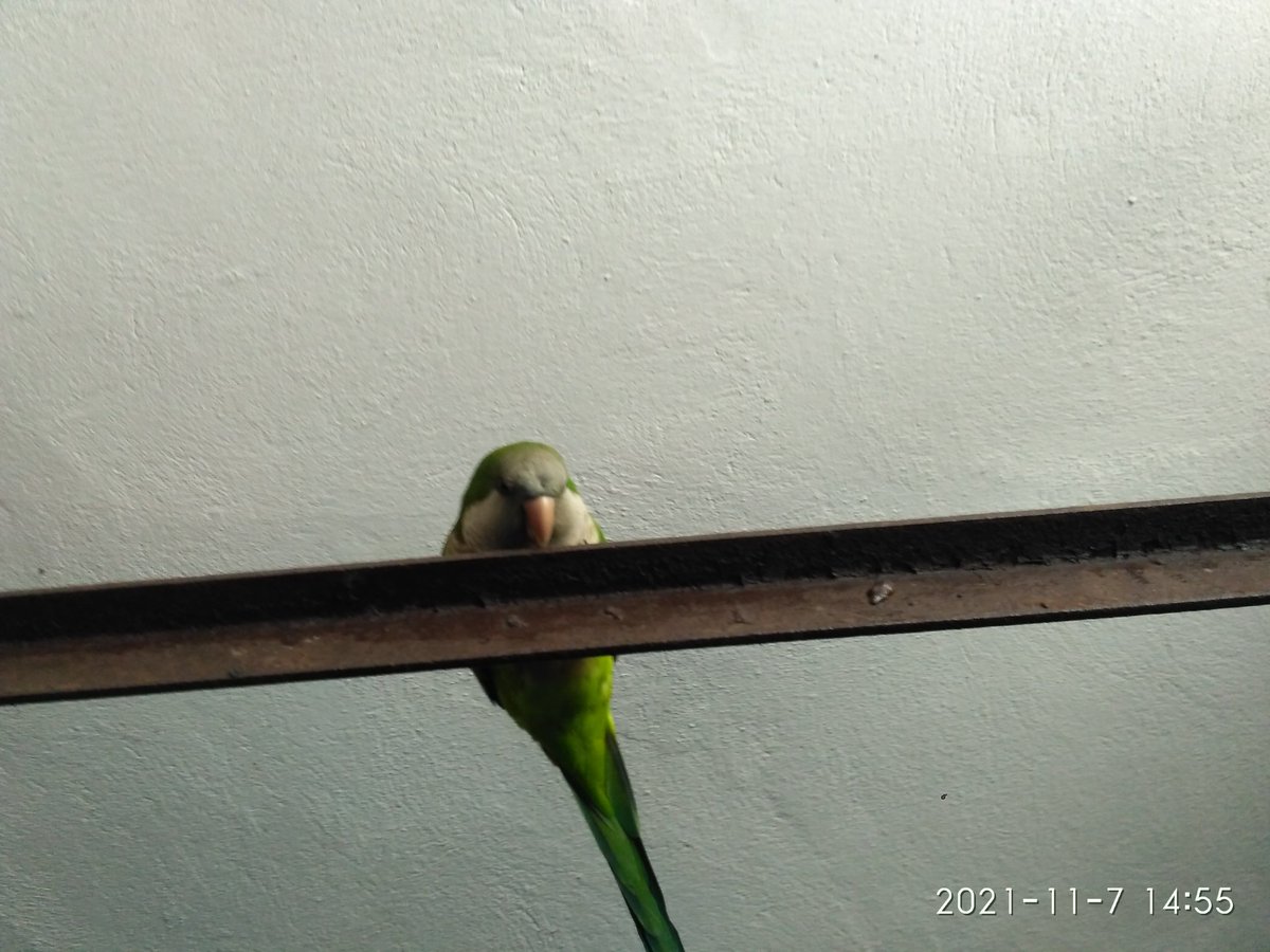 Ayúdenme a bajar 🙄