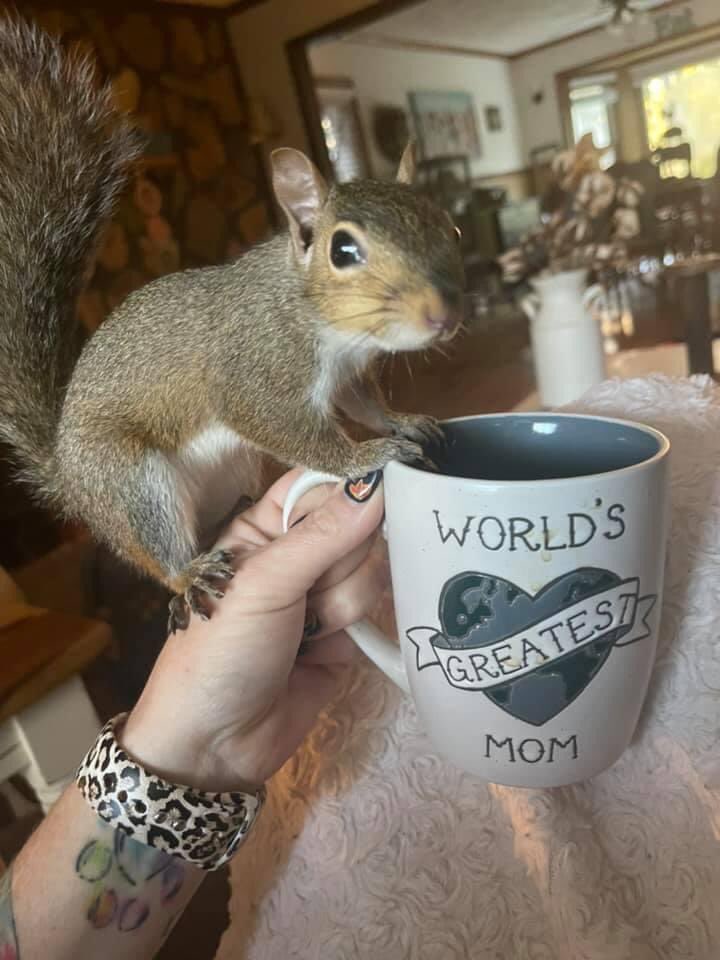 My aunt rehabs squirrels and let me tell you I love for her posts. https://t.co/1nRWKZcGSp
