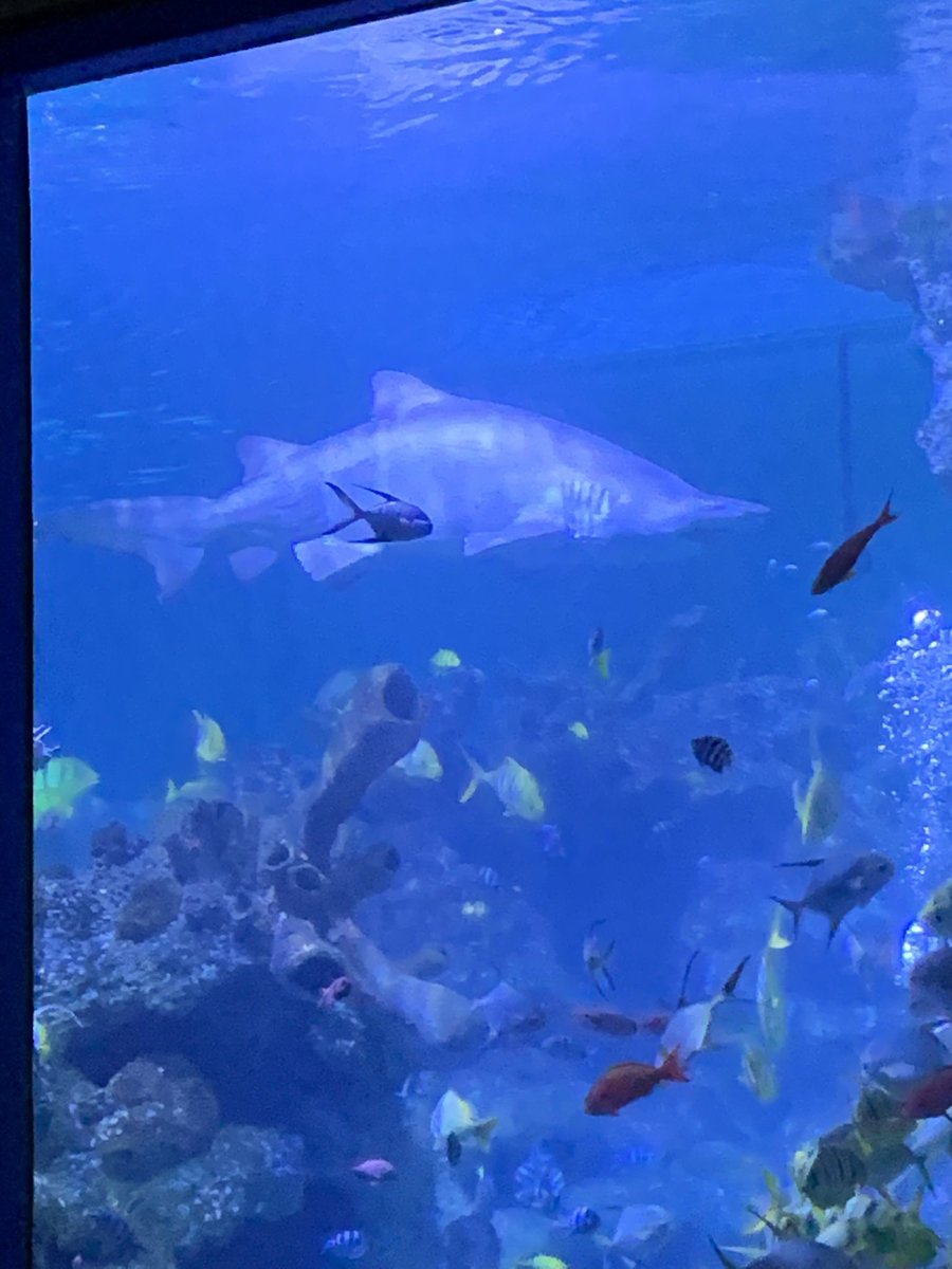 KatieHannon's tweet photo. @MrsHalsall02 Zach visited the aquarium this weekend 💦🐟🐠🦈🦎🐸 https://t.co/QwazOfKBcM