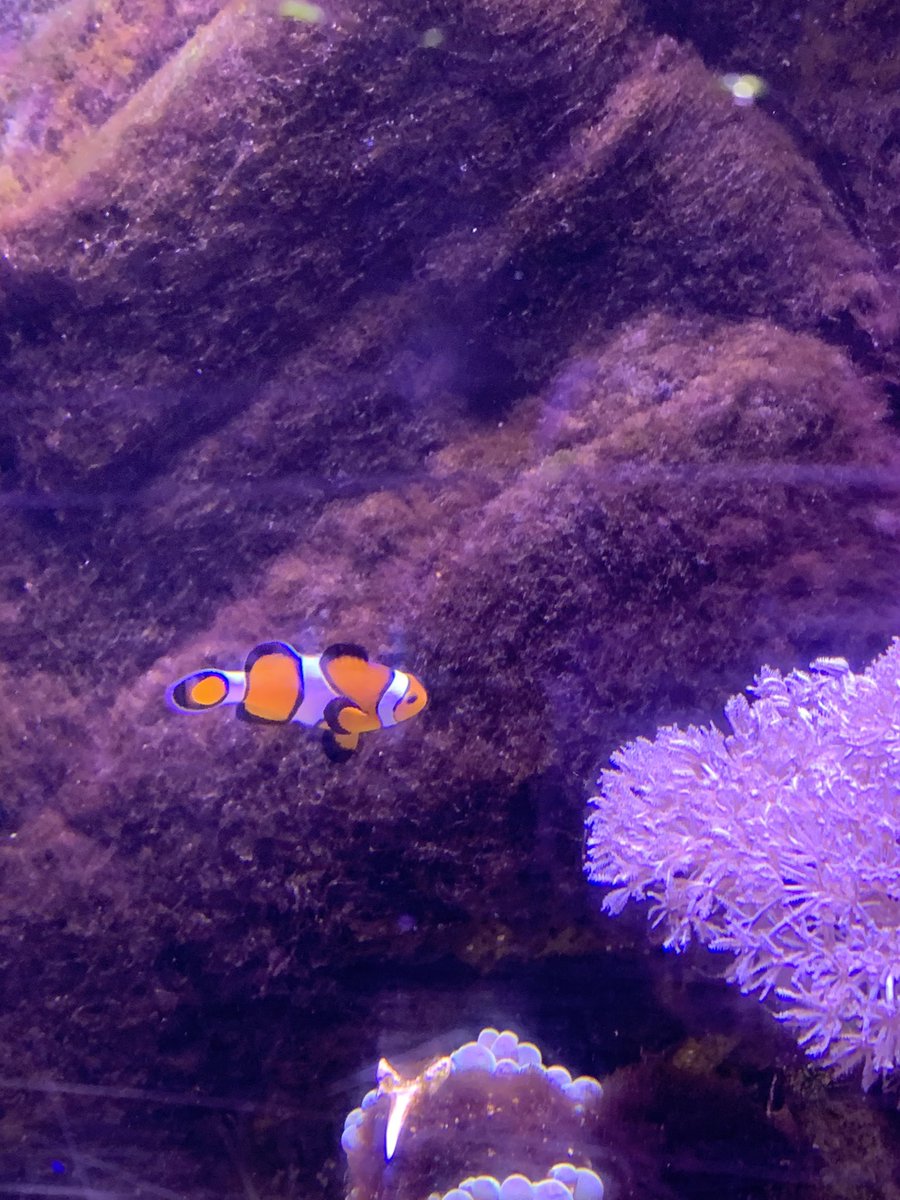 KatieHannon's tweet photo. @MrsHalsall02 Zach visited the aquarium this weekend 💦🐟🐠🦈🦎🐸 https://t.co/QwazOfKBcM