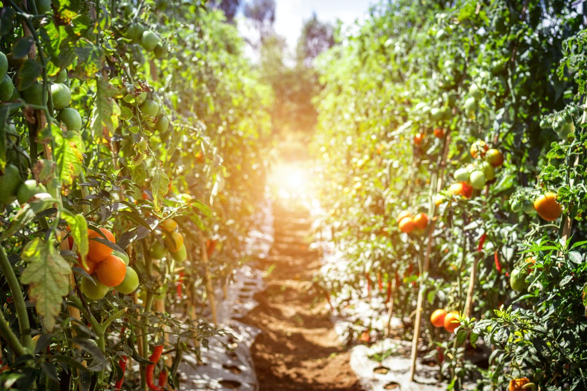 beunconstrained's tweet photo. How to be a sustainable farmer in the 21st century.  Yes, you can. You. It doesn't necessarily mean getting your hands dirty. In this week's episode of The Unconstrained Podcast, we'll talk about sustainable farming but not in a manner you probably expect.
https://t.co/H2P3UdD0TT https://t.co/Pvt0ED0Fmn