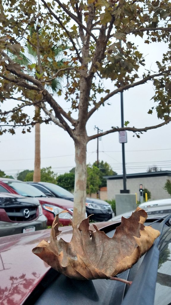 SunnyBorders's tweet photo. Fall is here 🍁

#AmericanSweetgum #deciduoustree https://t.co/MkdaIuHdiI