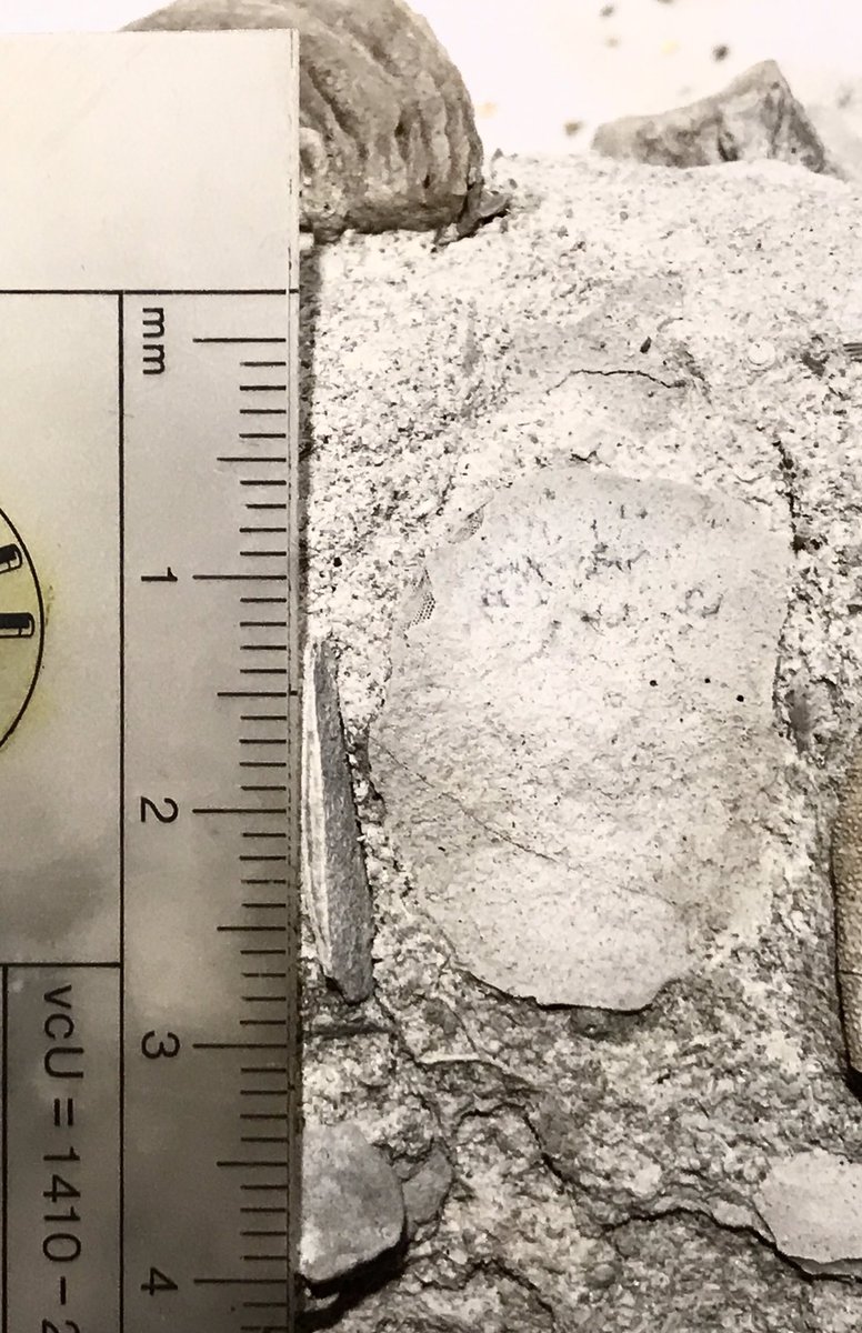 christinabyrd88's tweet photo. #Museum30 Day 7: Spoon. Did you know #forams can grow as large as spoons! The single-celled organism Lepidocyclina from the #Oligocene (33.9-28.4 mya) of Mississippi grew impressively large! #invertebratepaleontology #invertpaleo https://t.co/hTyMpElQxw