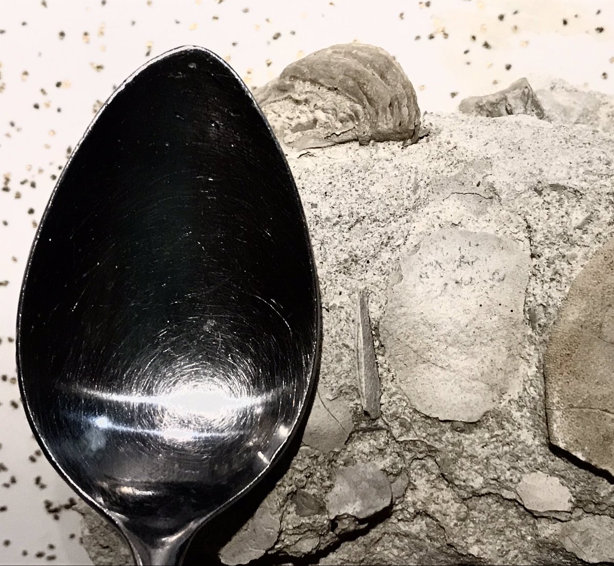 christinabyrd88's tweet photo. #Museum30 Day 7: Spoon. Did you know #forams can grow as large as spoons! The single-celled organism Lepidocyclina from the #Oligocene (33.9-28.4 mya) of Mississippi grew impressively large! #invertebratepaleontology #invertpaleo https://t.co/hTyMpElQxw