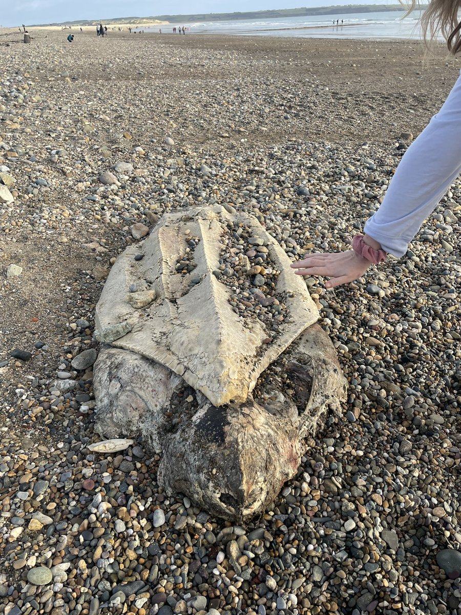 Megan_Kiely's tweet photo. Just spotted on Tramore beach. Turtle? @wlrfm https://t.co/OeJlerFpVU