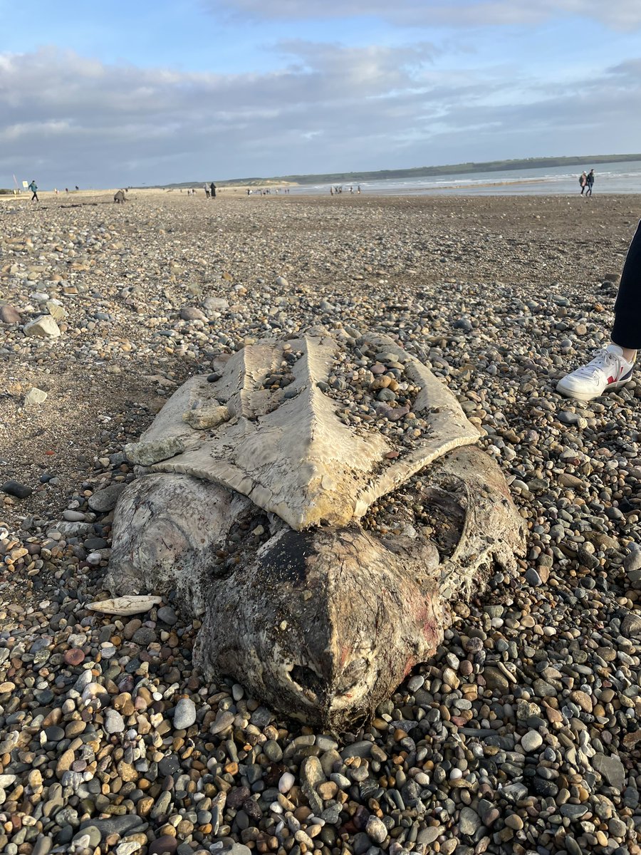 Megan_Kiely's tweet photo. Just spotted on Tramore beach. Turtle? @wlrfm https://t.co/OeJlerFpVU
