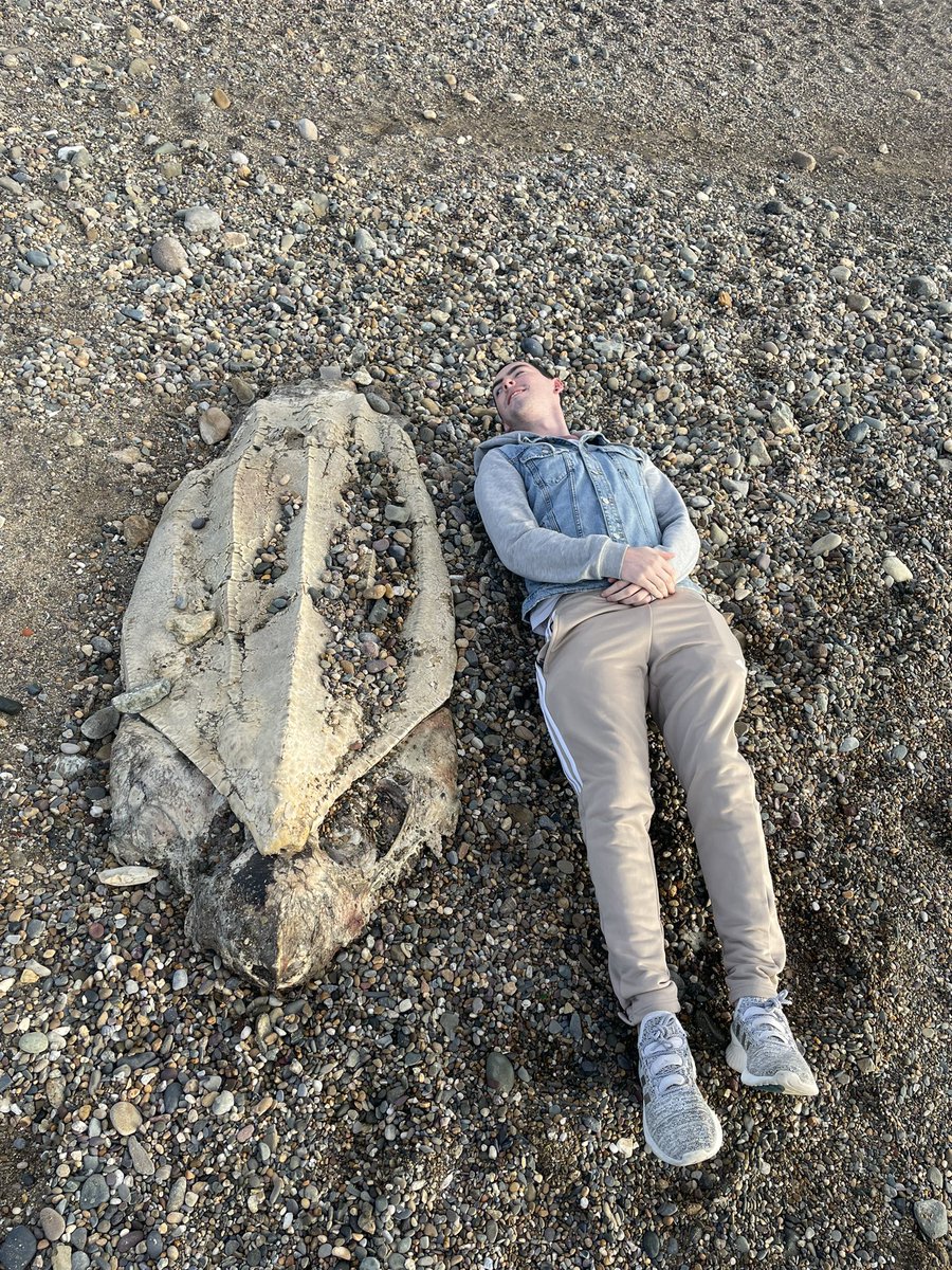 Megan_Kiely's tweet photo. Just spotted on Tramore beach. Turtle? @wlrfm https://t.co/OeJlerFpVU