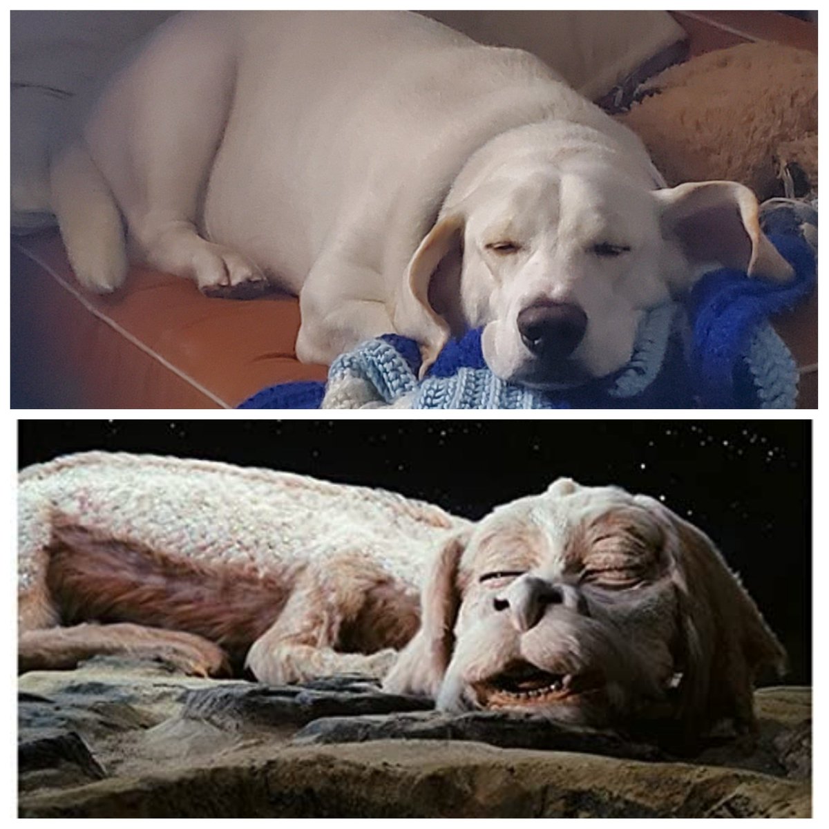 2trammer's tweet photo. Hubby made the connection. ๐๐๐ #DuffDuff #NeverendingStory #Falkor https://t.co/XK2TywkGpY