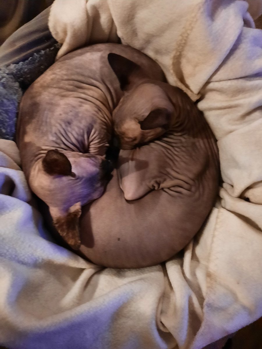 piepe61's tweet photo. @Charcastisch Luna en Marley, broer en zus. https://t.co/vOadDVkZe7