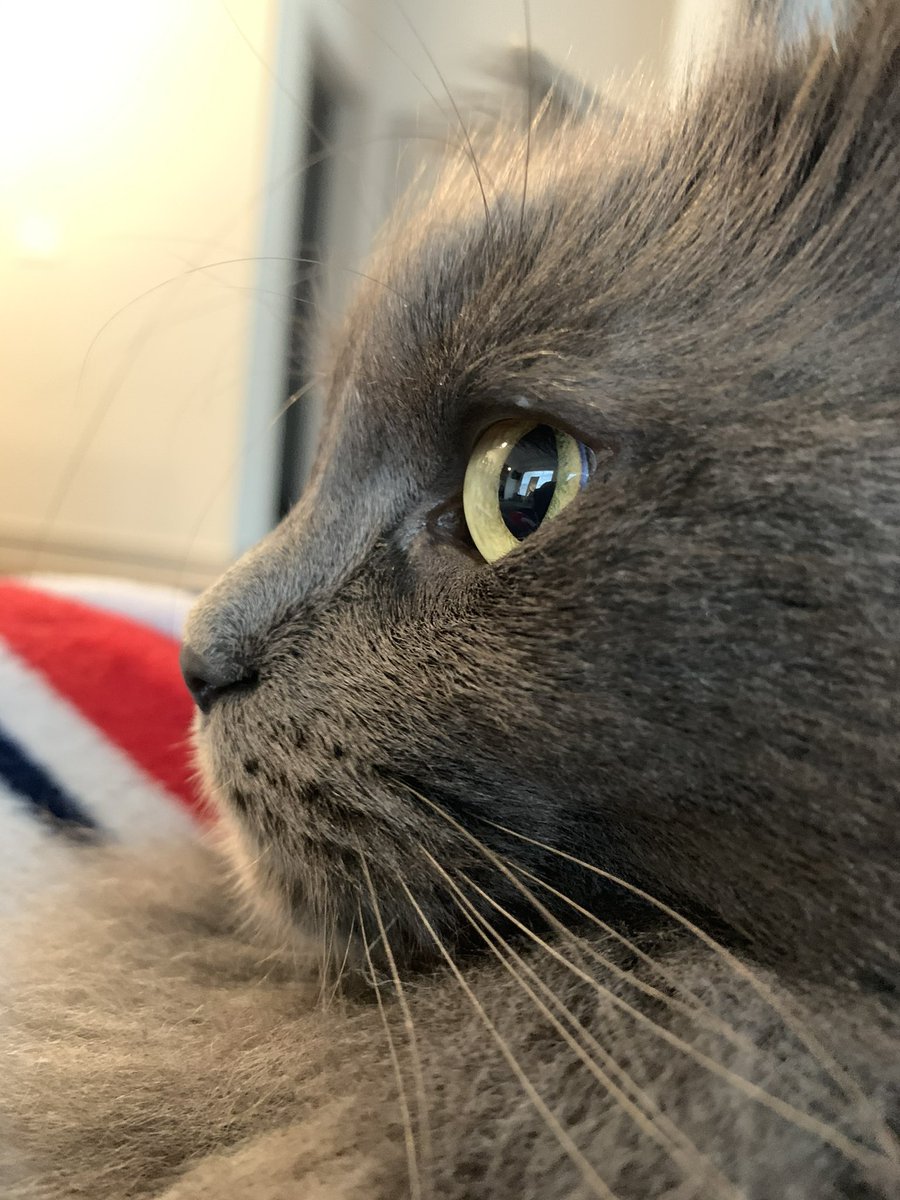 Bre Wiseman tweet media