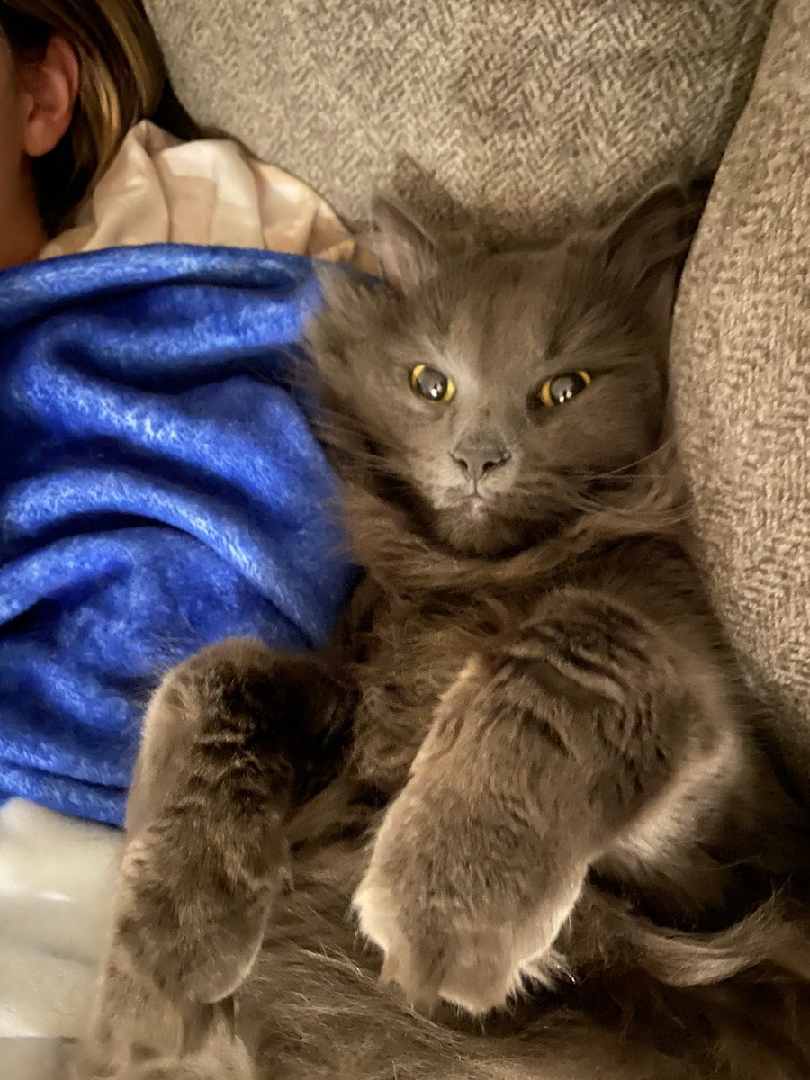 Bre Wiseman tweet media