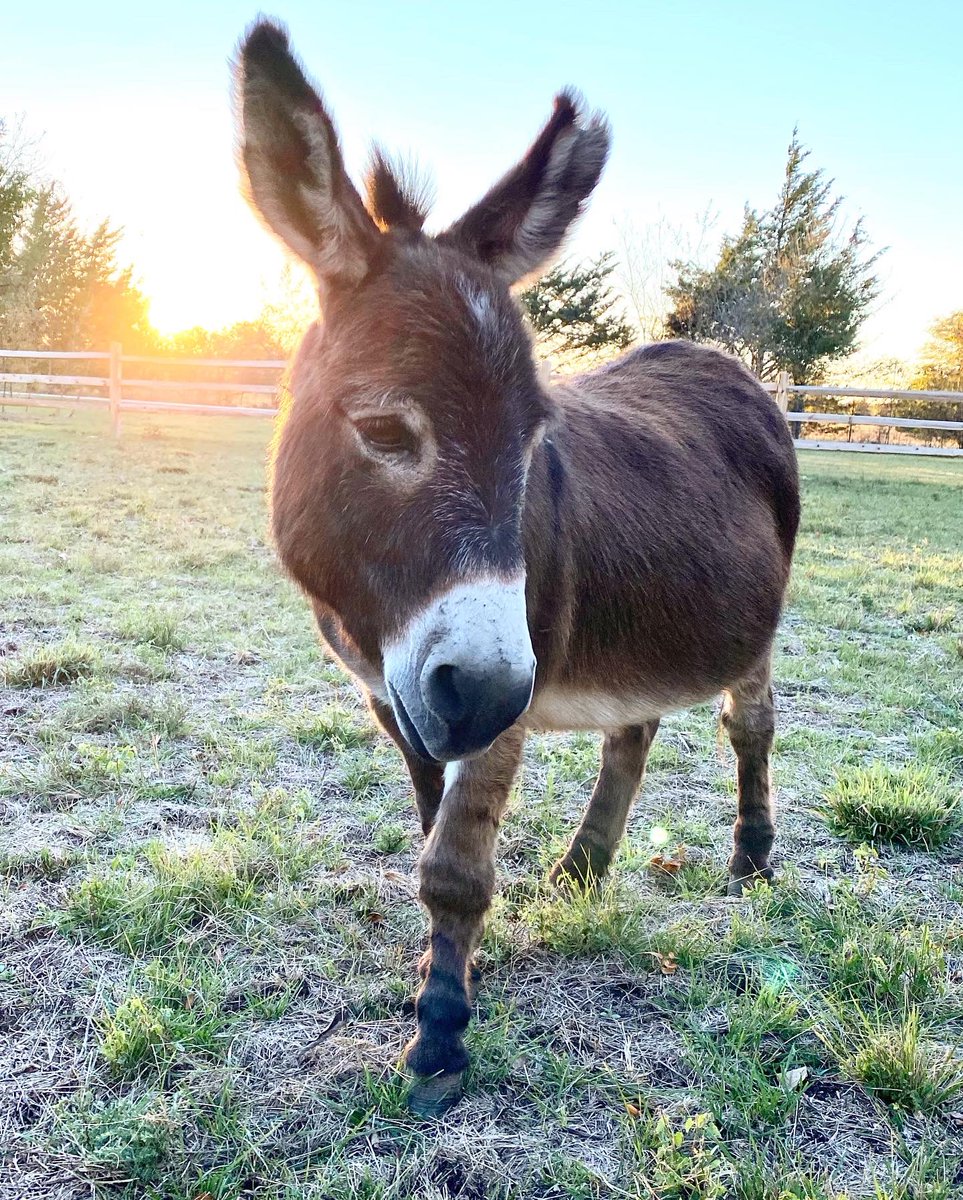 RachelAnneRidge's tweet photo. Sunday morning donkey. This is Henry, my prayer walk partner. If your prayer life is struggling may I recommend a four-legged friend may be helpful https://t.co/Q6BaucrT0G