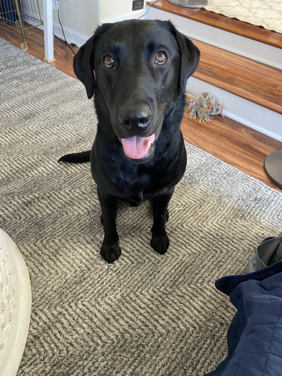 kristynspera's tweet photo. @tomhanks meet our dog, Geoff! 😂For the record, we named him 2yr ago! https://t.co/O9rRVDYXyK