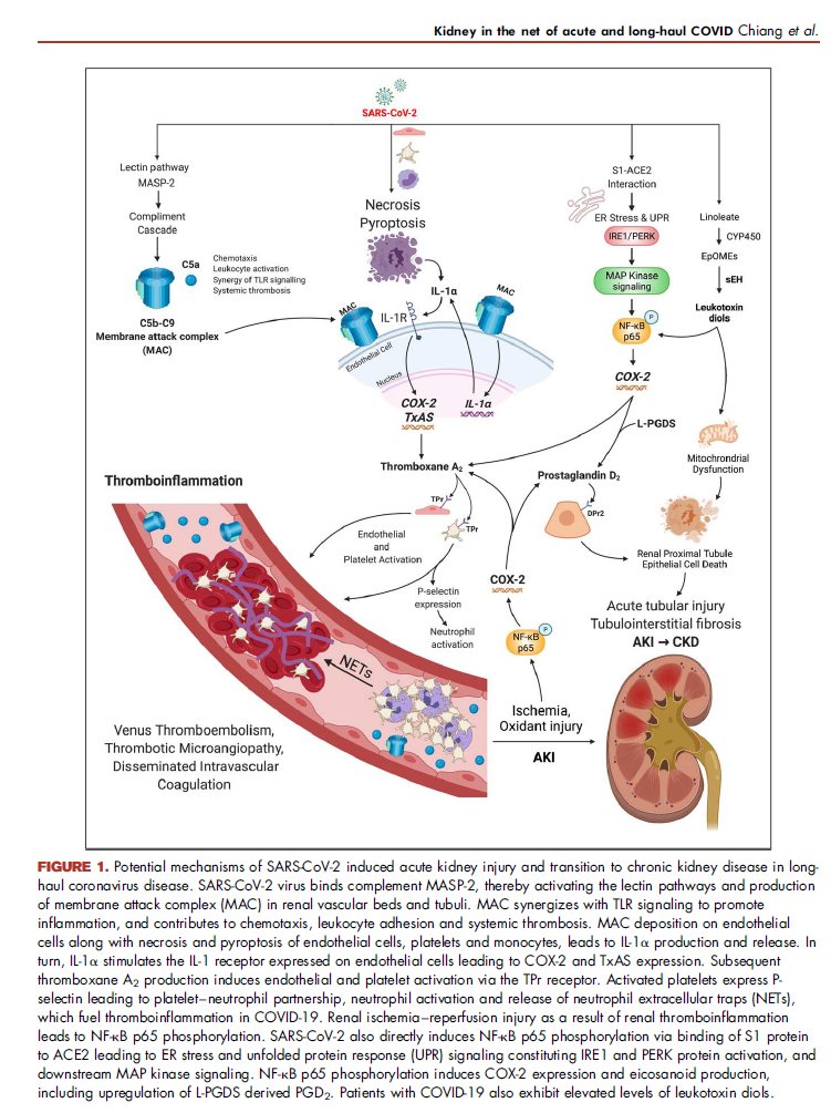 kamkalantar's tweet photo. Kidney in the net of acute and long-haul coronavirus disease 2019: a potential role for lipid mediators in causing renal injury and fibrosis
Current Opinion in Nephrology and Hypertension
https://t.co/PH89fngD3T
#CONH #COVID #Longhaul #Kidney #Ramatroban #PG
@lippincott https://t.co/fdJcUT49xk