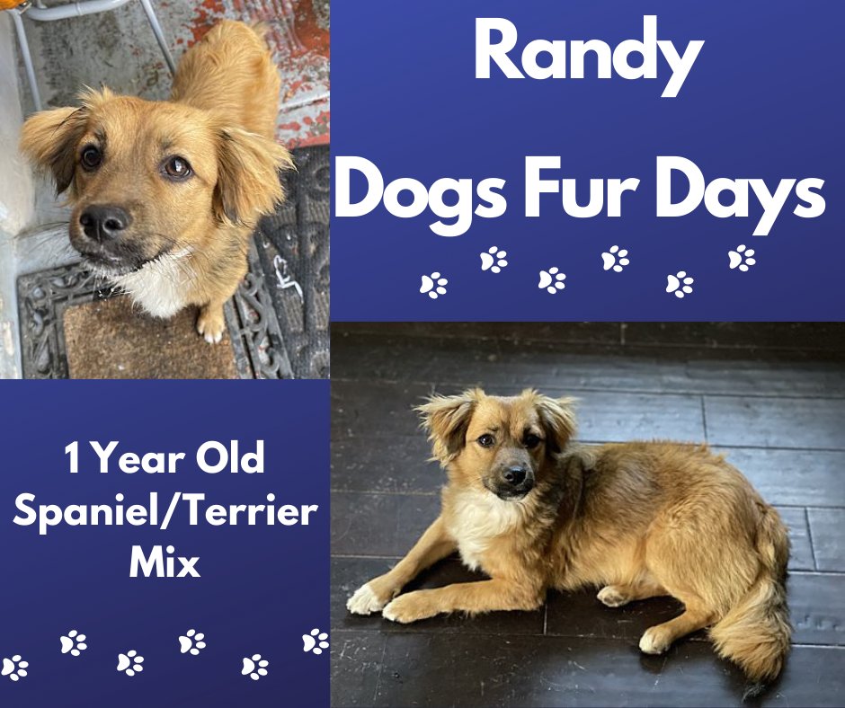 sdshelters's tweet photo. Randy from Dogs Fur Days is an incredibly handsome, soft and sweet boy. He’s outgoing, confident, well adjusted and playful. He’s an all around great family dog! Apply to meet him at https://t.co/xr97lsD3KZ! https://t.co/XkeoNoWk5f