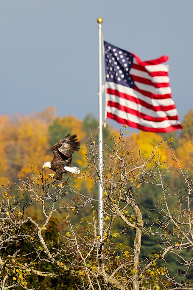 NYSDEC's tweet image. A female #baldeagle in Cobleskill, NY breaking off some top branches to build a new nest.

📷: Bill Combs Jr