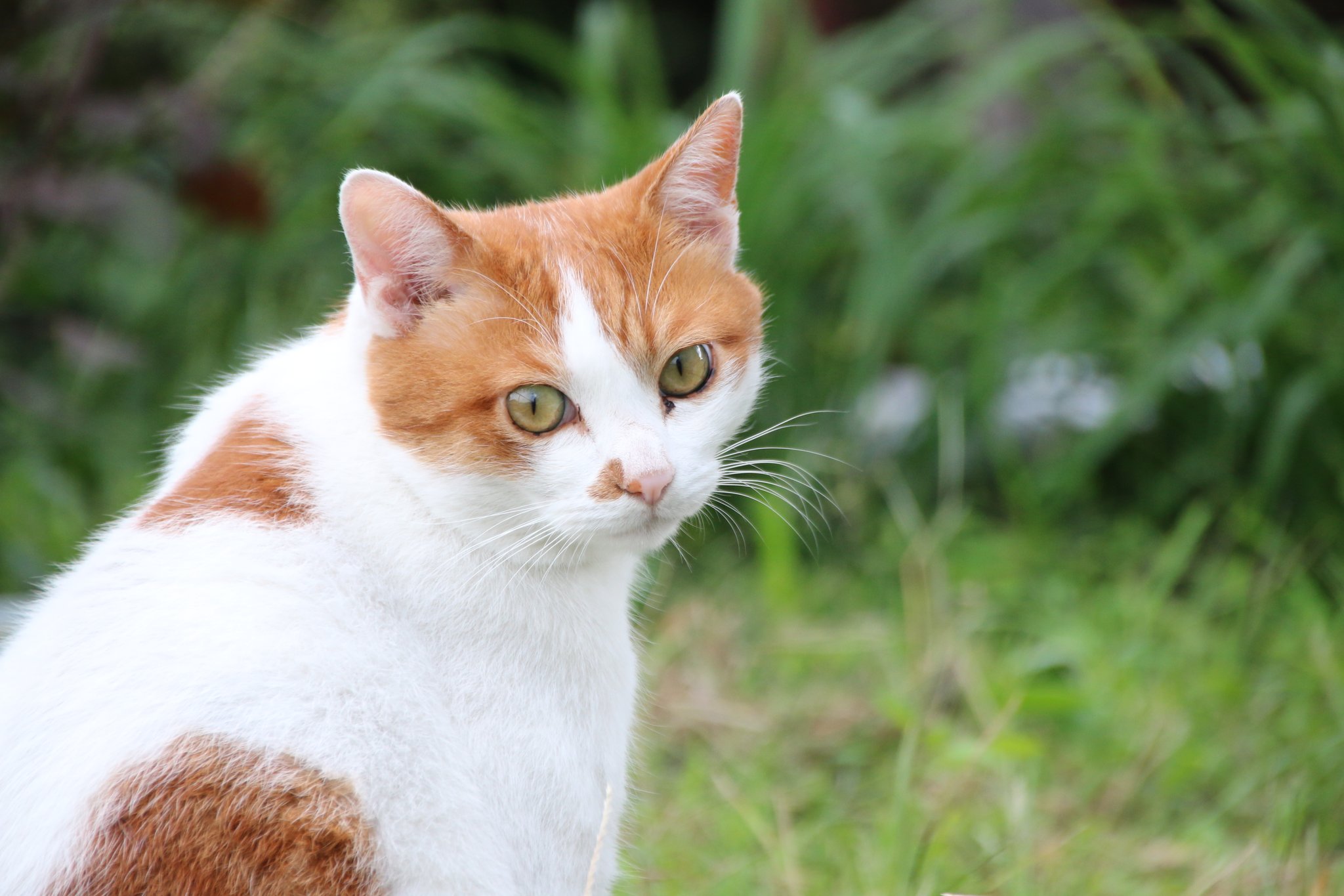 宇都宮市 猫を探しています Tsubomicat1129 Twitter