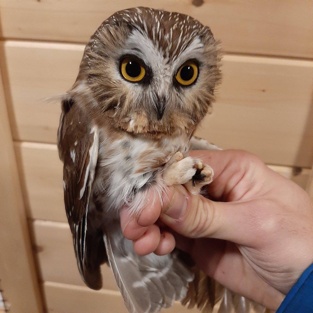 beaverhillbirds's tweet photo. This little guy probably doesn't realize it, but its actually a very important bird. This is the five thousandth capture in our owl monitoring program's lifetime. It took us twenty years to get here, but it's finally happened.

Now let's get to ten.

#5000owls #bbo #owls https://t.co/Qi2FSsWXUb