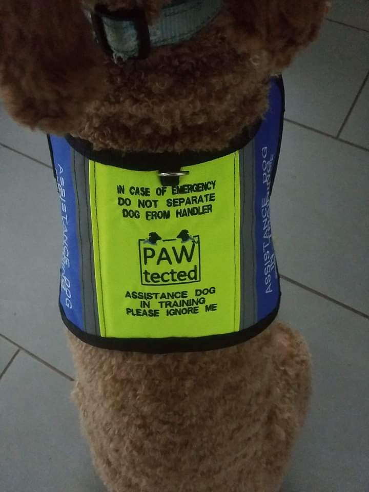 PAWtected tweet media