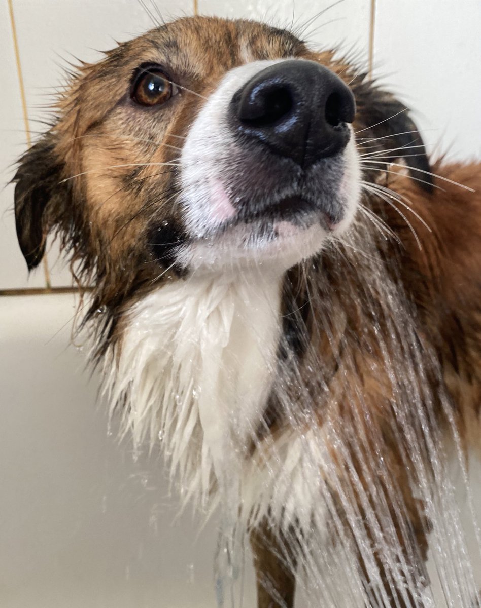 teddy_therescue's tweet photo. Update: it happenedβ¦ π§Ό
#DogsOfTwitter #SundayShower https://t.co/LZuM1rla1u