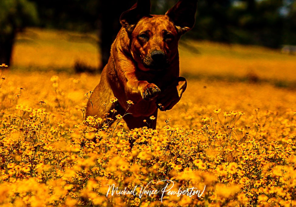 MichaelVancePem's tweet photo. I miss you Cody, you where my doggie, I know your soul is running free. #missingcody #missmydog #missmybestfriend #writerslift #writerscommunity #Writers #poem #poetry #poetrytwitter #nft #doglovers #nft #nftcollector #NFTartist #NFTshill #CryptoNews #writingcommmunity #photos https://t.co/XyV7BLjTHi