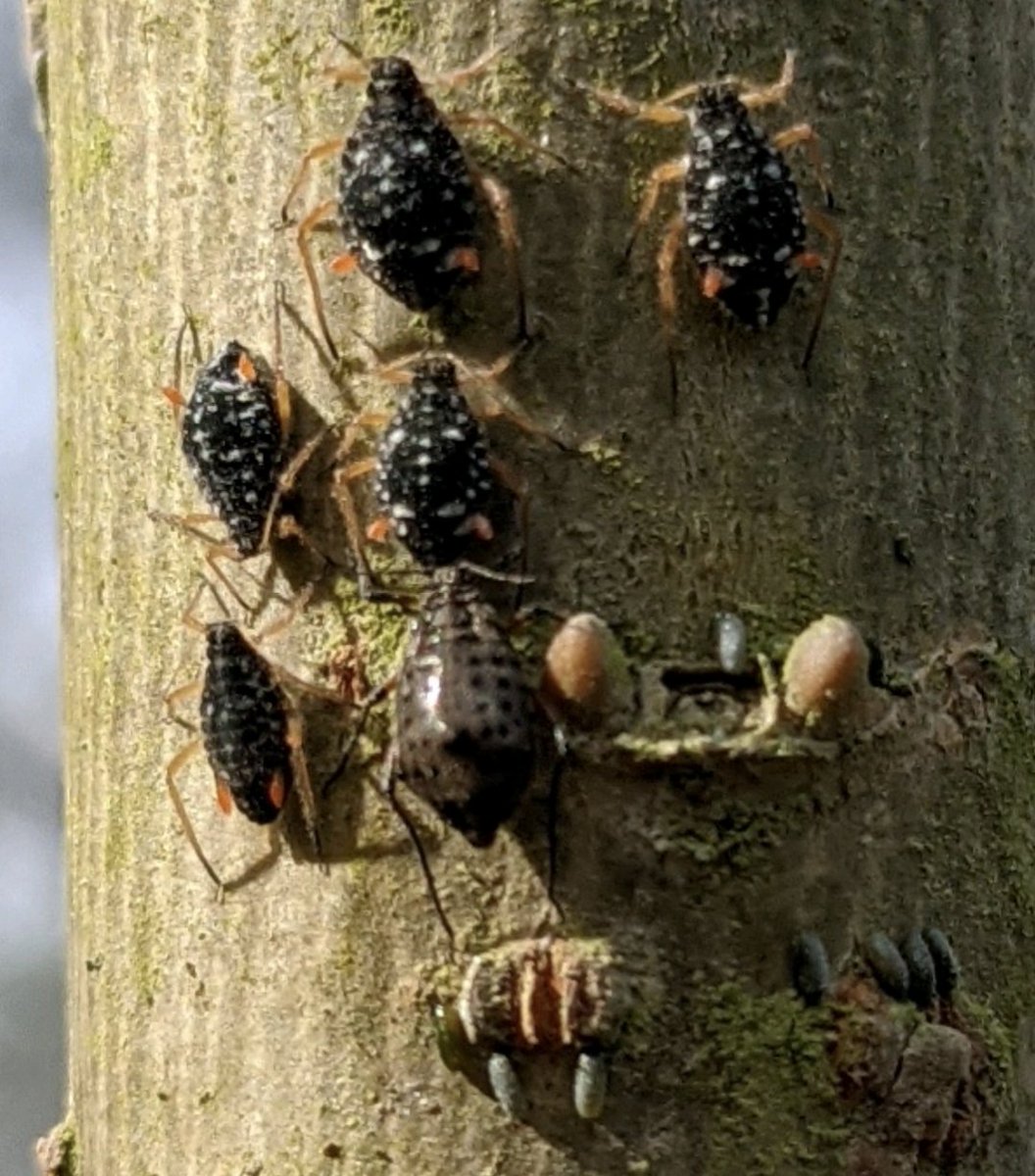 Lovely open day visit to <a href="/DawsHallNature/">Daws Hall Nature Reserve</a> - we found the beautiful leafhopper Ledra aurita, and a colony of aphids on willow which seemed to be a mix of Pterocomma salicis and Tuberolachnus salignus <a href="/BritishBugs/">Tristan Bantock</a> #hemiptera #ledraaurita #aphids