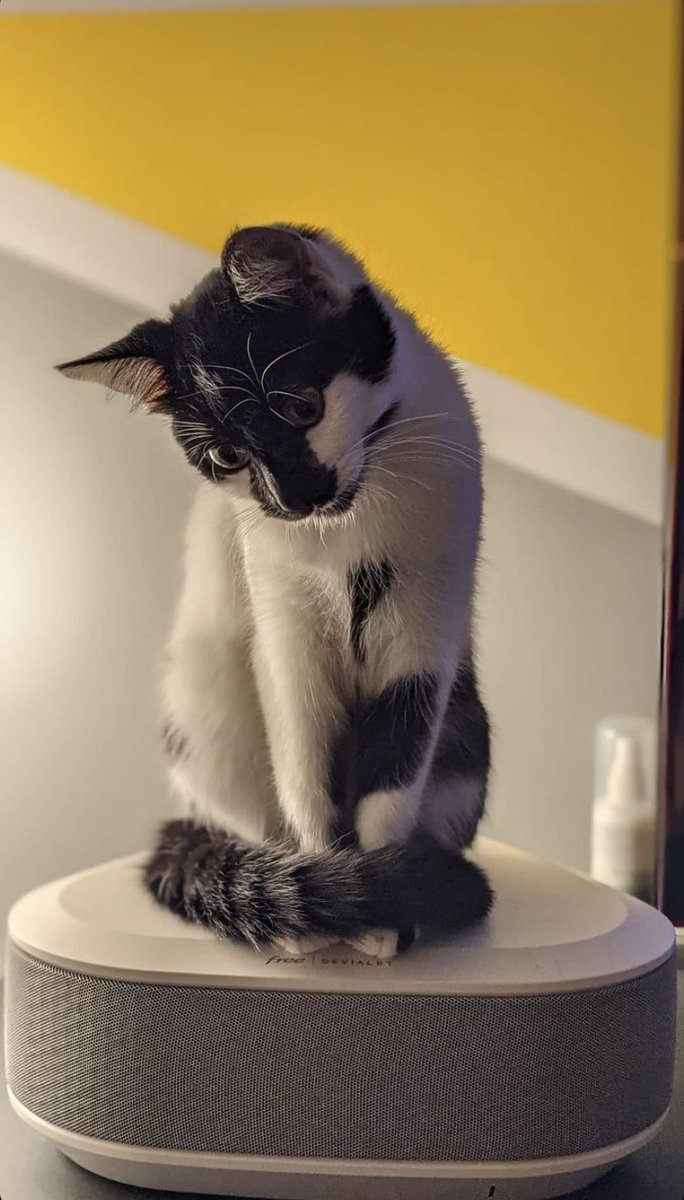 ThomasBidet's tweet photo. @free Ma petite Zouzou serait ravie d’avoir un beau coussin elle aussi 🐱
(et moi ça m’évitera d’entendre “l’appairage Bluetooth est ouvert » tous les jours 😅)
Merci @free 🥰 https://t.co/BMia3cdVhL