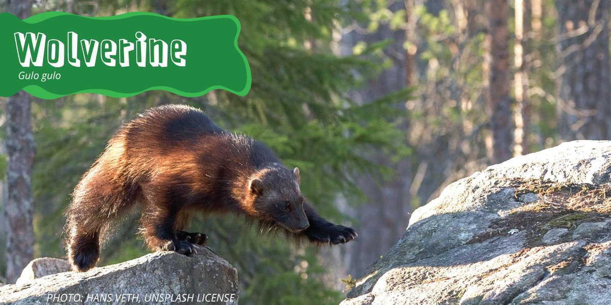 CPAWSNAB's tweet photo. This week's #SpeciesSunday is the elusive Wolverine! #DYK that wolverine males will mate with the same 2-3 female wolverines for life? Who knew sister wives weren't just on TLC! https://t.co/IwLCfn6JjC