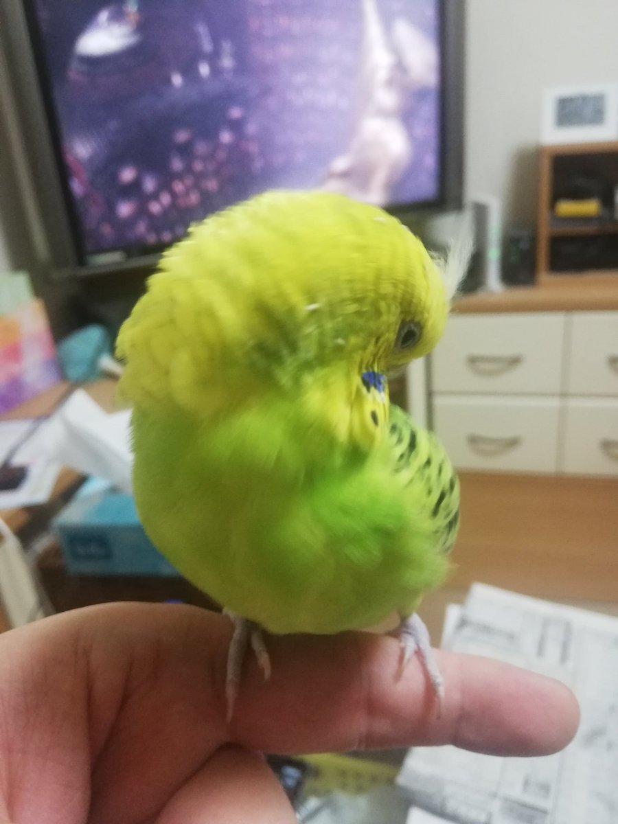 #セキセイインコのなち
今日のなっちゃん🕊️✨
🍋モフモフしている🍐