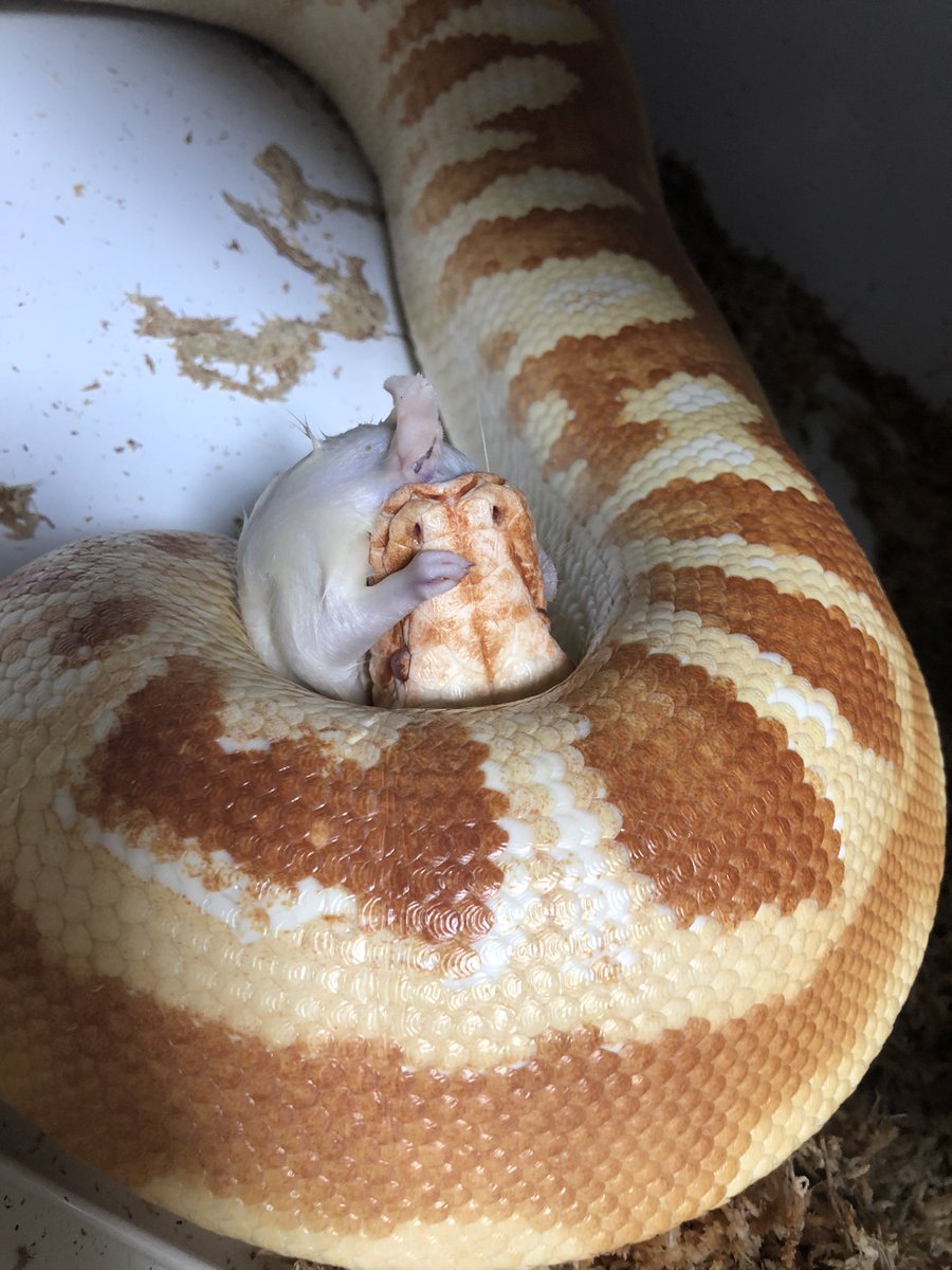 angersnake's tweet image. 7月交尾以来全然卵産む様子がないので もう一回オス入れるかな
普通に餌食ってる
アルビノベビー出したいけどヘテロ取るもありね
#マラヤンブラッドパイソン
#ブラッドパイソン
#bloodpython