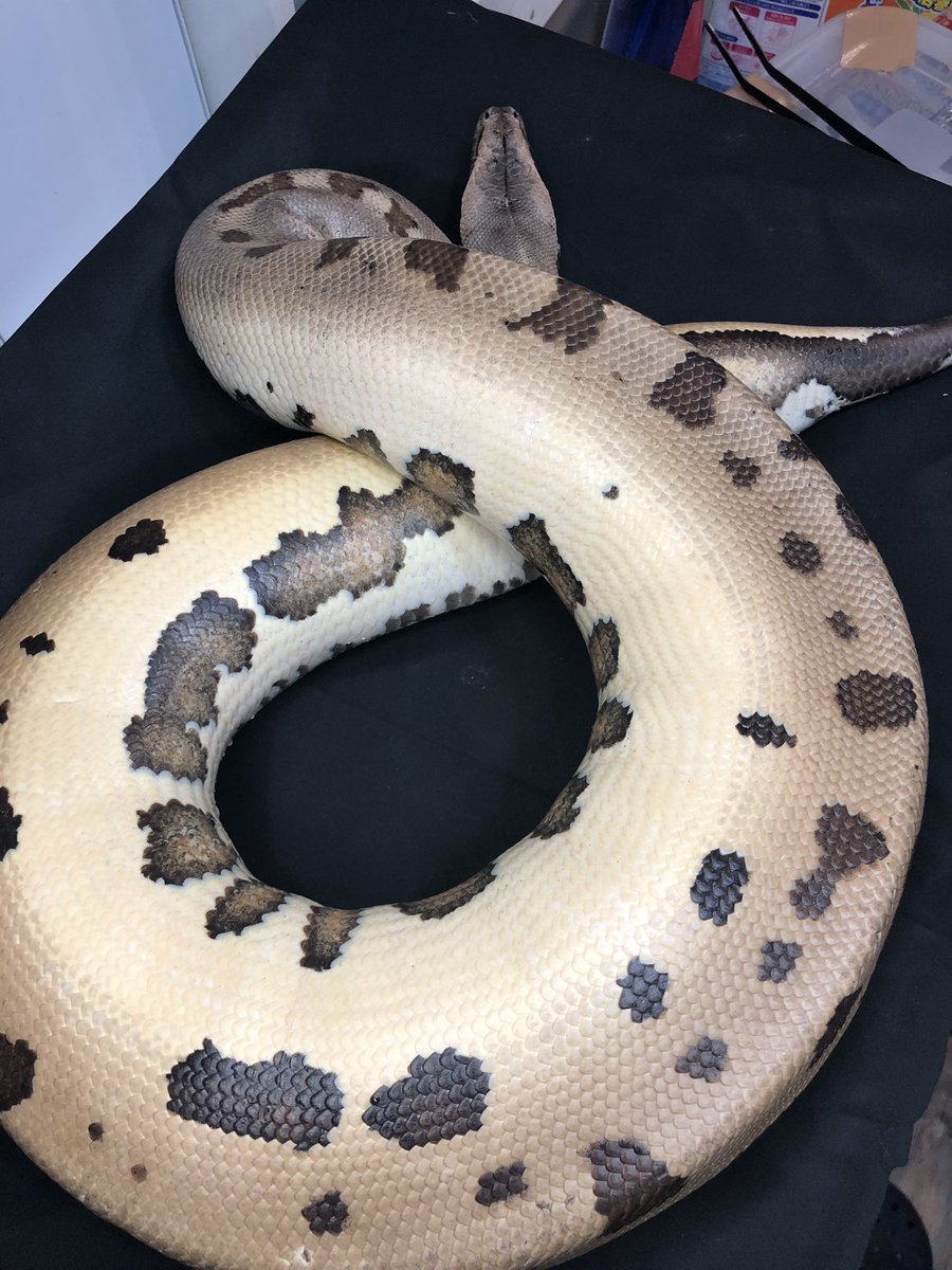 angersnake's tweet image. 7月交尾以来全然卵産む様子がないので もう一回オス入れるかな
普通に餌食ってる
アルビノベビー出したいけどヘテロ取るもありね
#マラヤンブラッドパイソン
#ブラッドパイソン
#bloodpython