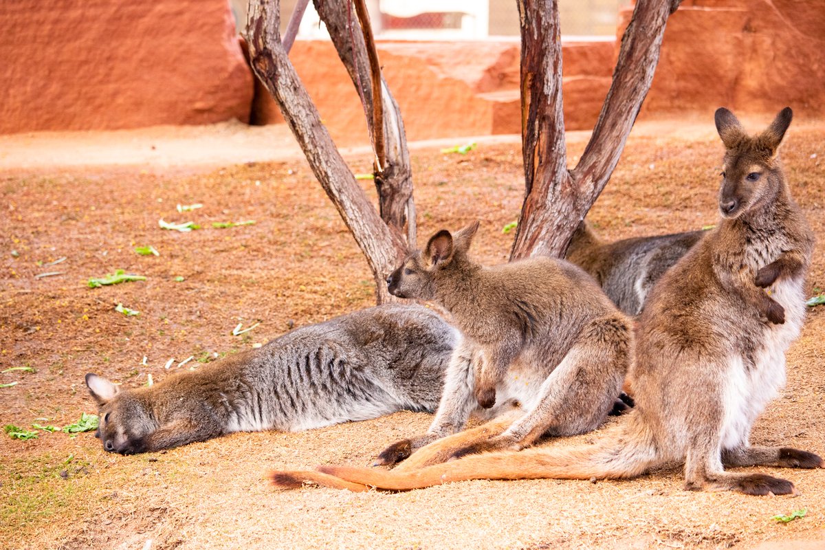 livingdesert's tweet photo. So you're telling me we get an extra hour of sleep? Cool!
#AustralianAdventures #BennettsWallaby #DaylightSavings #TheLivingDesert https://t.co/7KRWT1c7YK