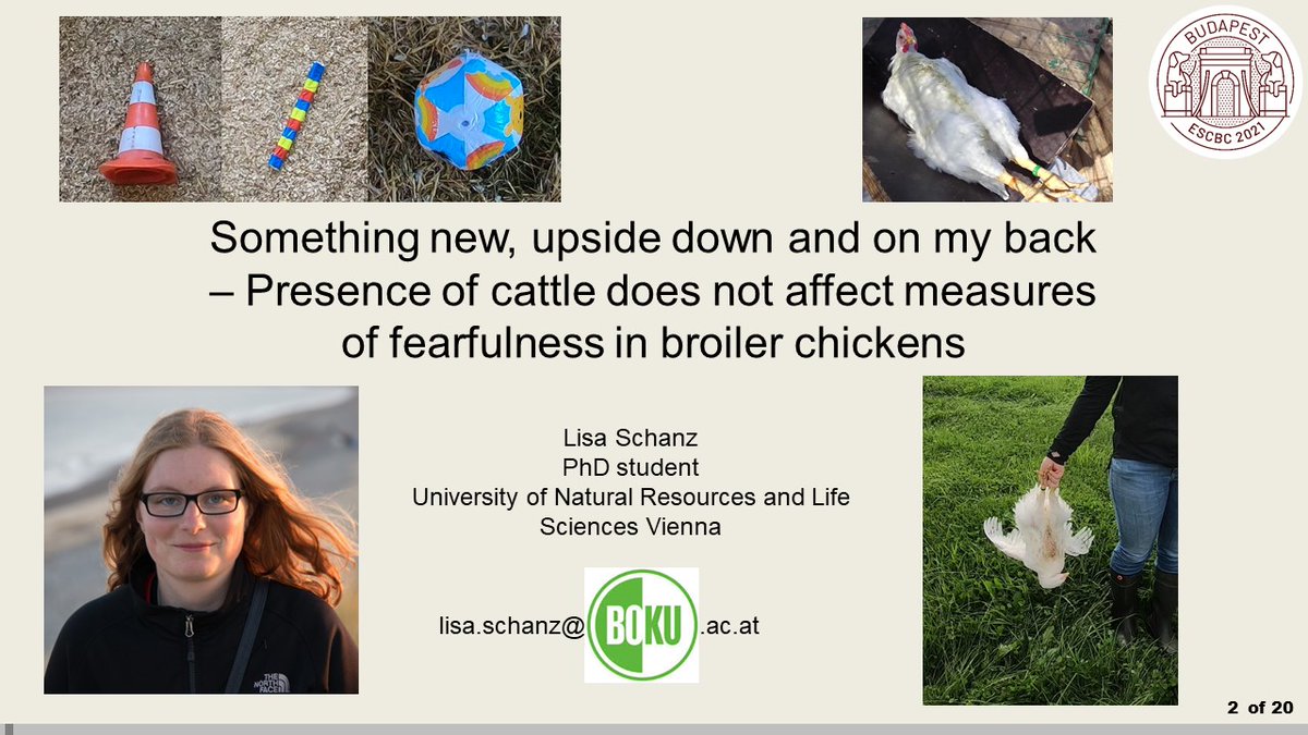 li_sch's tweet photo. It was fun to present my research about fearfulness in broiler chickens when on pasture with or without cattle at #escbc2021 @escbconference #mixenable #chicken https://t.co/OBwY7jNSp7