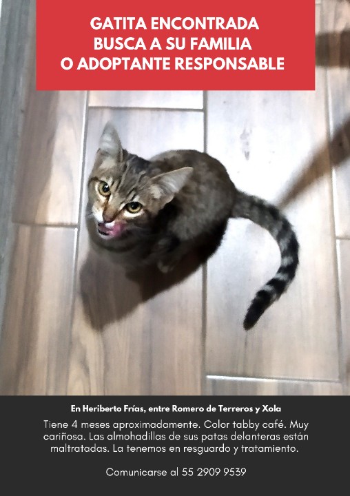 leocpardo's tweet photo. @sebuscaCdMx @MascotasSismo @LordGatus @GatitosCdmx @MininoMx @LaNotaPositiva @huellitasCDMX busco la familia de esta gatita perdida. Encontrada el viernes por la noche a pocos metros del Sumesa de Diagonal de San Antonio, en #LaNarvarte. 4 meses aprox. Tabby café. Muy cariñosa https://t.co/fk2y9Dvdga