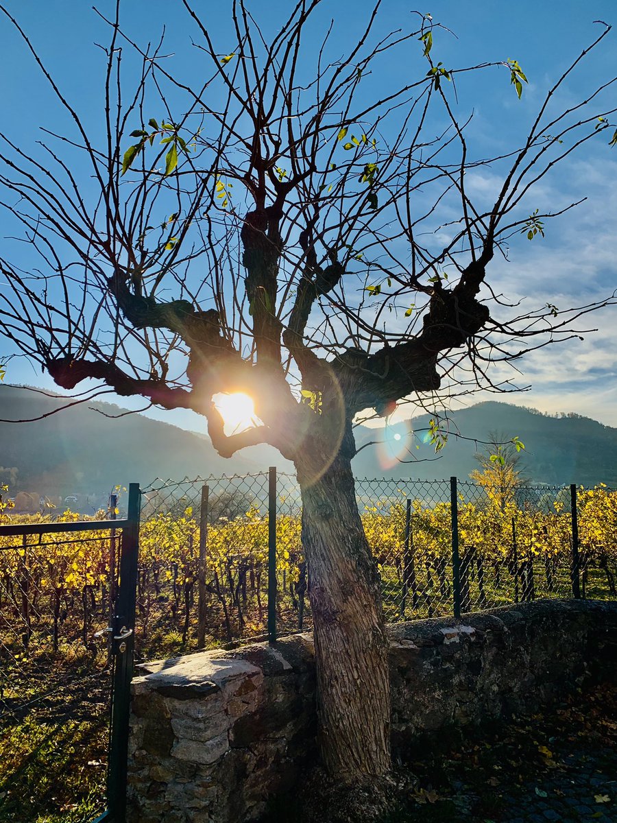 viechbaderin's tweet photo. #wachau #duernstein #riesling #malwasanderes https://t.co/6s7vBR9CKN