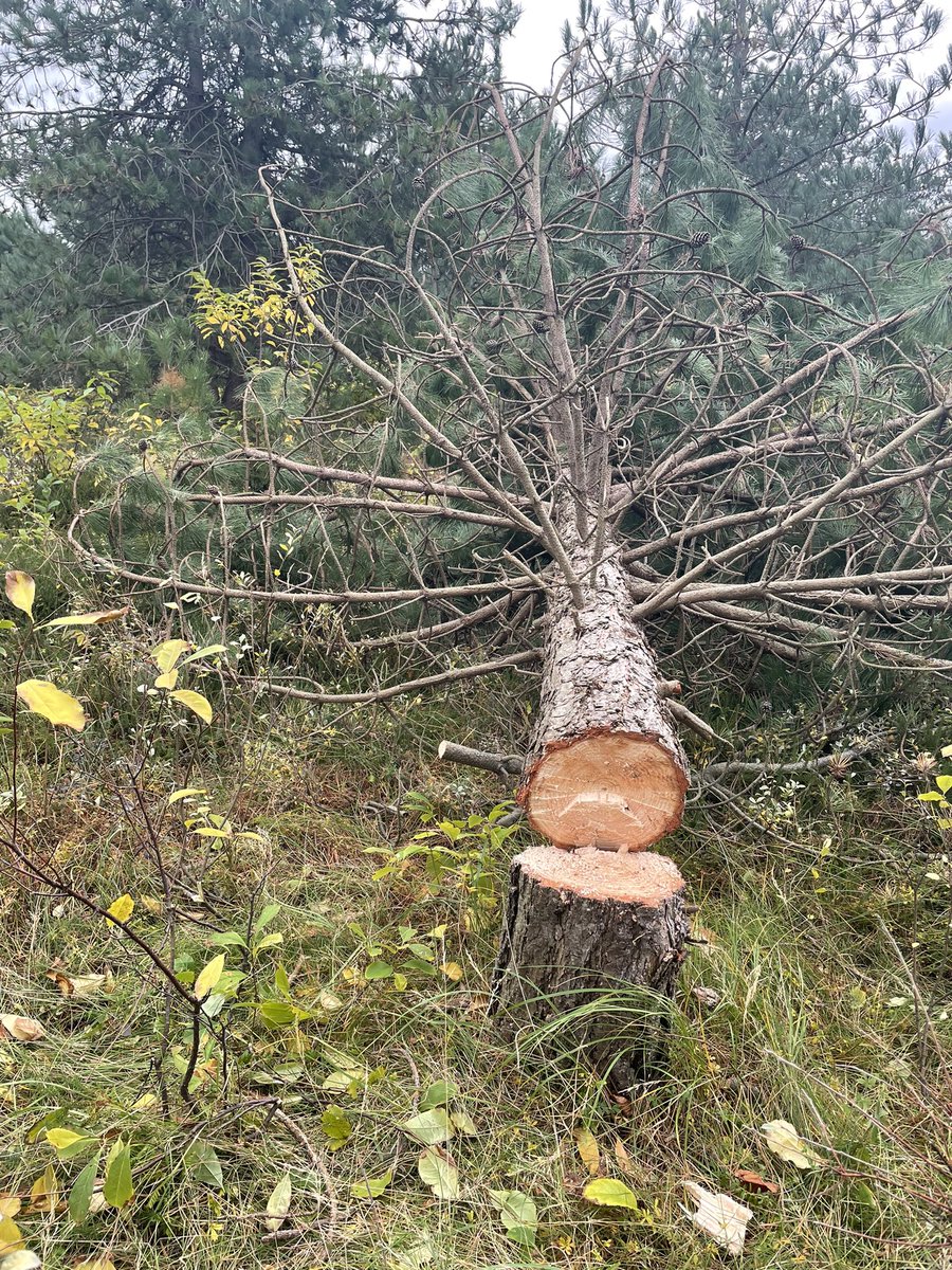 annemiekeopthof's tweet photo. Ik ben vast niet de enige met her en der een spierpijntje…. Het was gister een mooie @NatuurwerkdagNL op #Vlieland 💪🏼🌲🪵🌿 bedankt iedereen die er bij was! #zoekdeverschillen https://t.co/rVfcx4JYeB