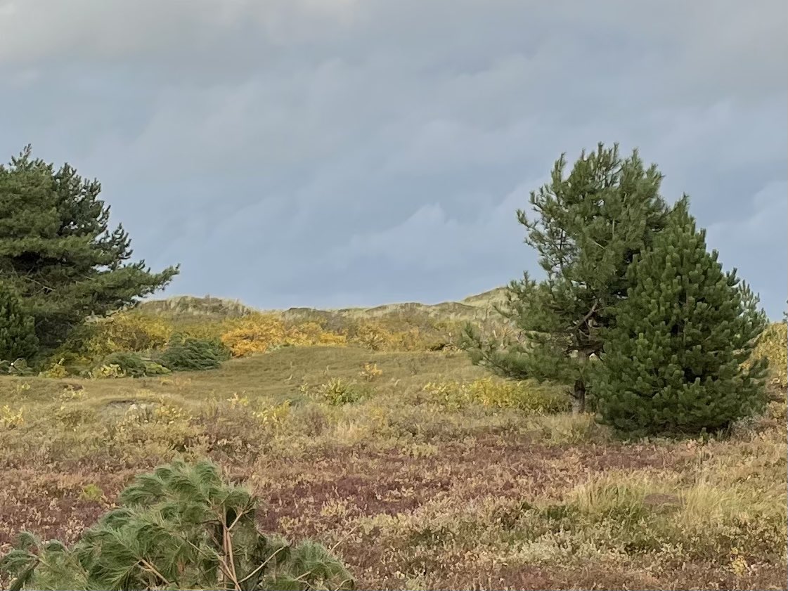 annemiekeopthof's tweet photo. Ik ben vast niet de enige met her en der een spierpijntje…. Het was gister een mooie @NatuurwerkdagNL op #Vlieland 💪🏼🌲🪵🌿 bedankt iedereen die er bij was! #zoekdeverschillen https://t.co/rVfcx4JYeB