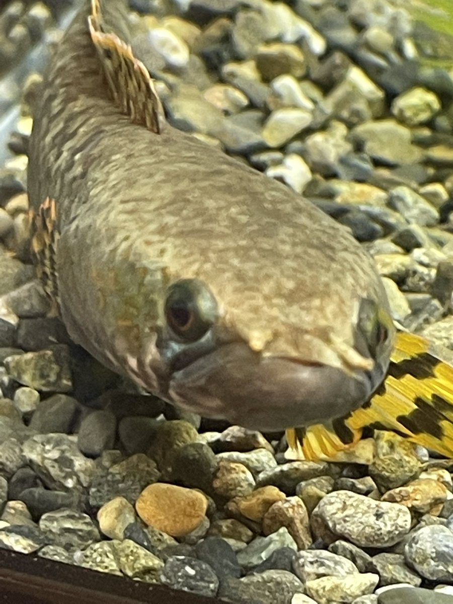 エリスロミクロン Twitter Search Twitter