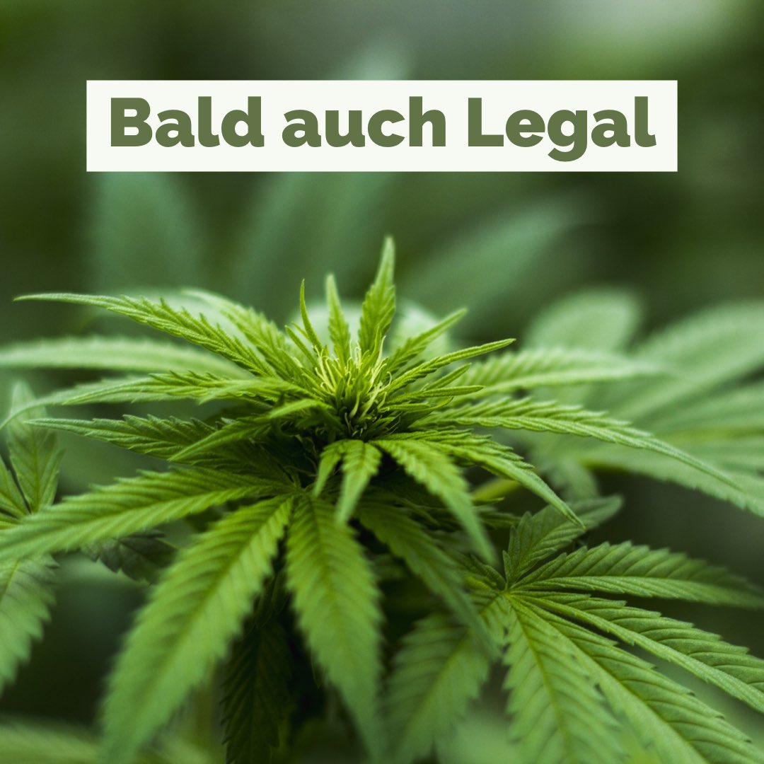 Patrickweedmob's tweet photo. #LegalisierungJetzt mit 15100 Zählern in den Trends
Ihr seid Klasse 👏
Muss auch mal erwähnt werden 🚦🥦
#NeinZuModellprojekten https://t.co/4uIwSLXFgE