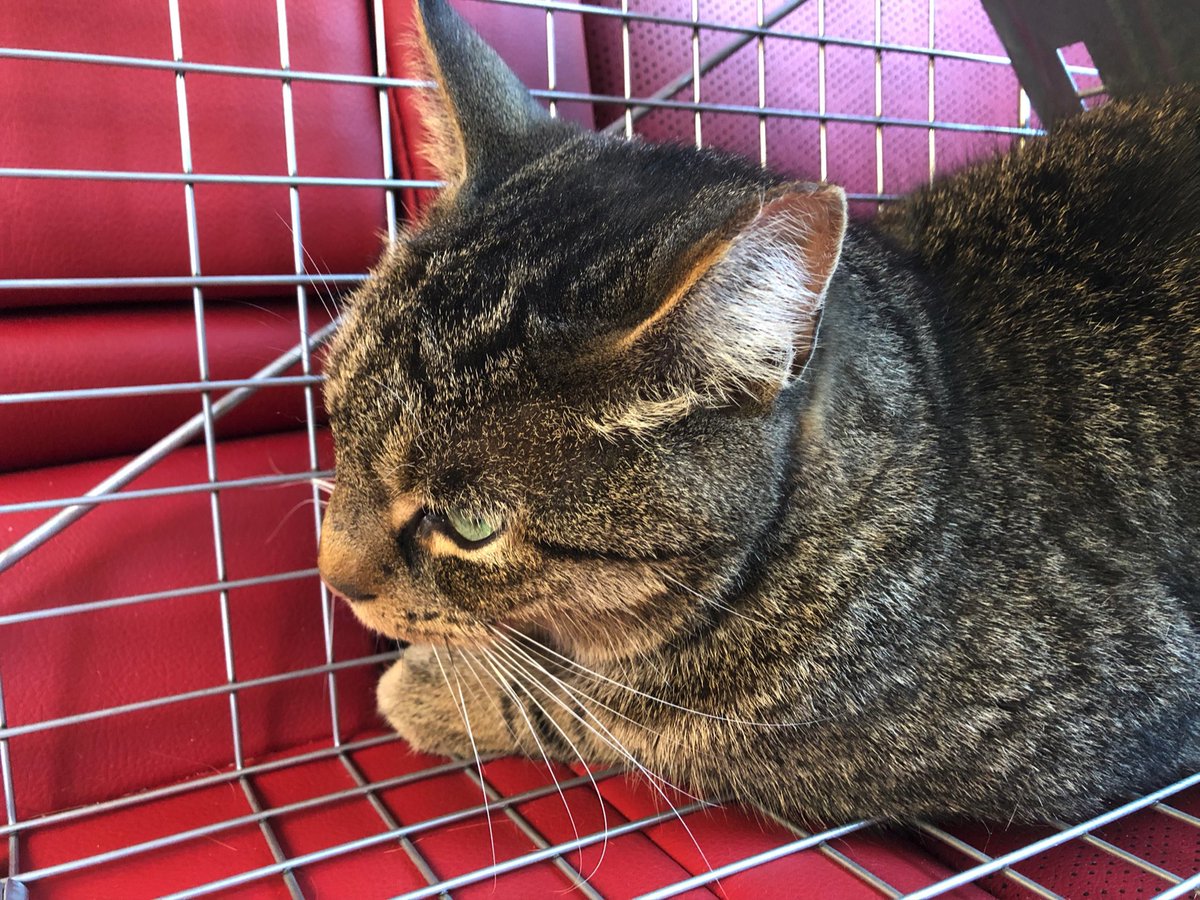 JeremyNDooley's tweet photo. Over six months ago, I had the most nightmarish night of my life when Scooter went missing. Today, that nightmare is finally over. Welcome home Scooter https://t.co/il6QGRsWB6