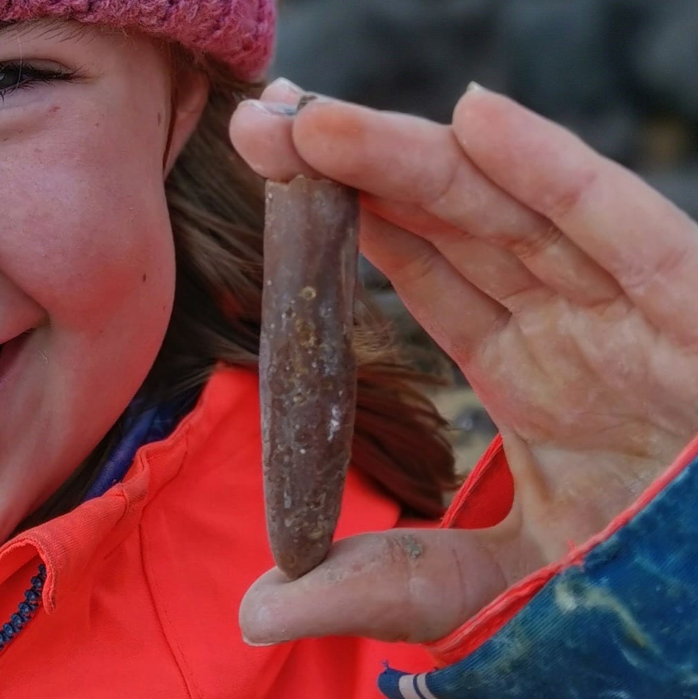 Fun Fossil Finding day #fossils #belemnites