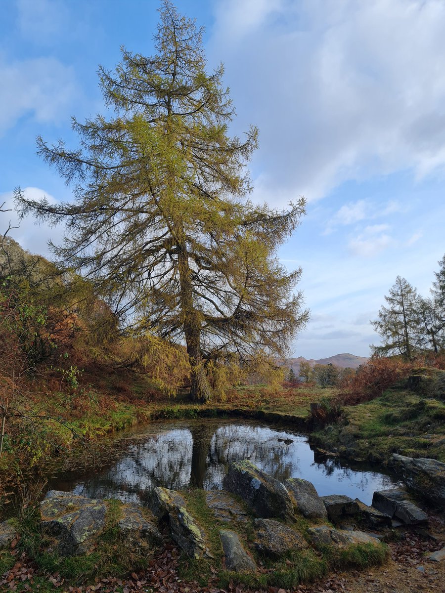 _YY125's tweet photo. Grasmere , Rydal Hall, Nab Scar, Alcock Tarn and back to Grasmere - 6.83miles. 🐕👩🏻🤝👨🏽🍁🍂
@images_lake @FeatureCumbria #LakeDistrict #NabScar #RydalHall #Grasmere https://t.co/JcI25tUdEE