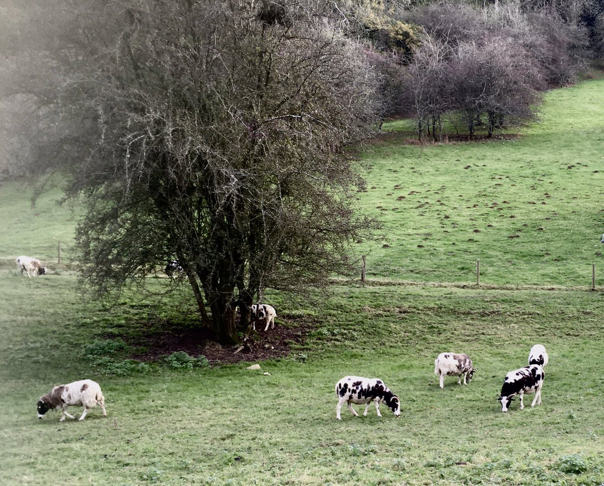 Heritagelocum's tweet photo. To the Cotswolds! 18th century starscapers like Brown &amp; Repton famously bred these small sheep with the markings of a cow, to aid a forced perspective in the fields of estates with less land*. https://t.co/Auj8kxRxQj