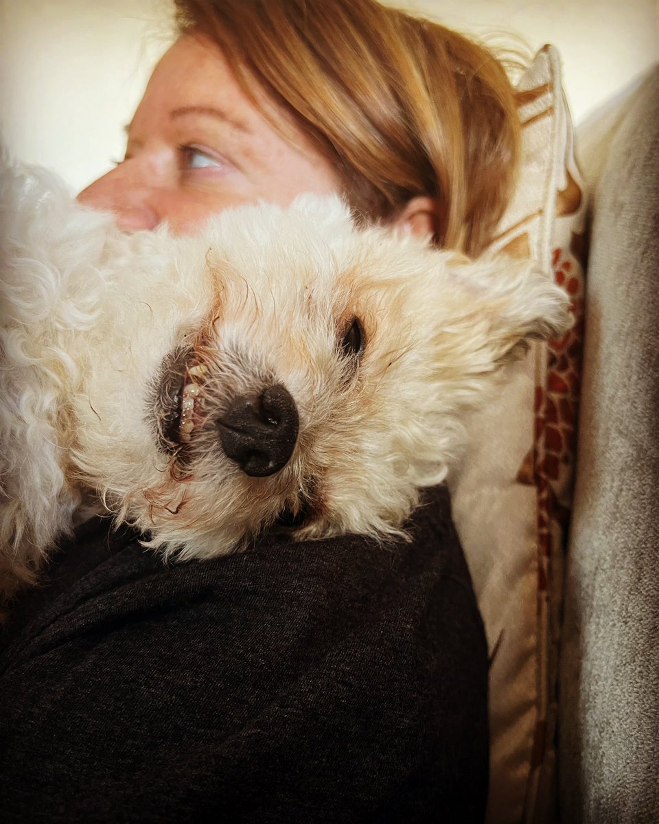 DanielleCasting's tweet photo. Good morning my dog while I watch football. 🤦🏻‍♀️”how do you say your dog is clingy without saying your dog is clingy? #sunday https://t.co/b8D5AzUhSg
