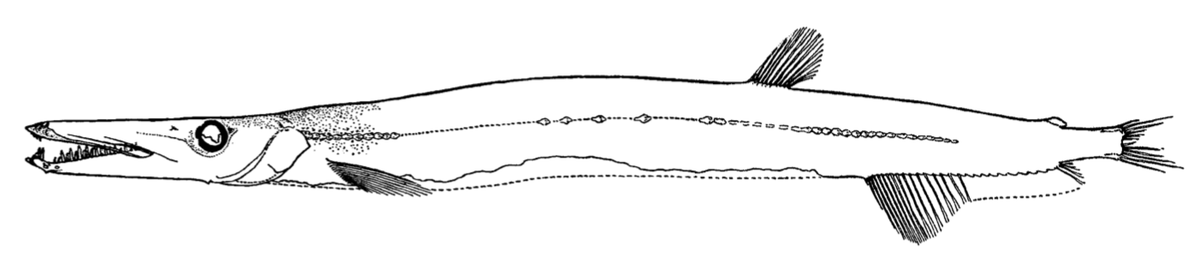Frable's tweet photo. Not a ton of U for #fishABC... stuck in midwater fishes, we'll go with the barracudina Uncisudis! A poorly known genus found throughout the world's oceans recognizable for its slightly hooked lower jaw...sometimes? #mysteriousfish #deepseafish https://t.co/BV339z0X71