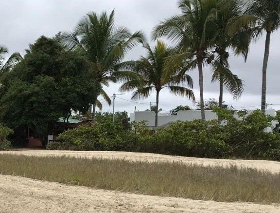 pacificolibreEC's tweet photo. Vía @sosgalapagos593 nos unimos a la denuncia de tala de mangle blanco en #Isabela al construir un “natural Lounge” de @CervezaCoronaEc. @parquegalapagos se encuentra investigando. Nosotros nos preguntamos quien otorgó el permiso en primer lugar? @GustavoManriq_M @Ambiente_Ec https://t.co/IcBkCPBdCW