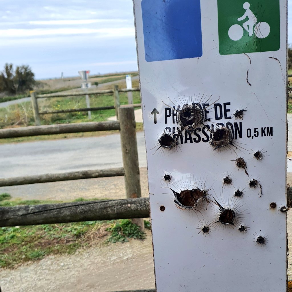 Ceci est un panneau signalétique sur une voie cycliste sur #Oléron

C'est pas fait exprès ? 🤬

#Chasse #Chasseurs #StopChasse

#VTT #Running #CO #rando #ballade #Marche #escalade #cyclisme etc... tous Solidaires et déterminés à stopper ces traditions barbares !